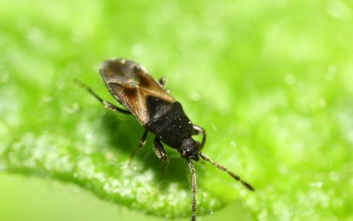 Réf. 281 780 : Tropistethus sp.